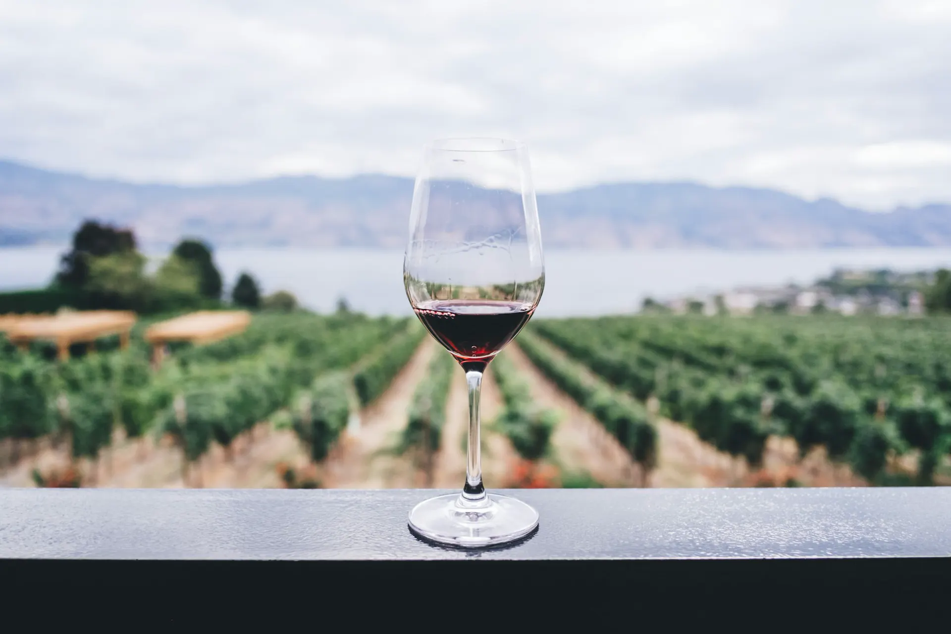 Rolling vineyard country in the Yarra Valley